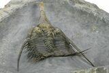 Spiny Psychopyge Trilobite - Top Quality Specimen #363026-4